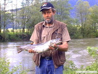 17. Mai 2006: bei hohem und trübem Wasser konnte Bruno Pachner diese 55 cm lange und 2,06 kg schwere Bachforelle aus der Enns landen