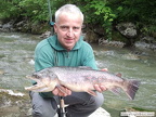 29. Juni 2013: Auch im Pyhrnbach gibt es grosse Fische, diese 61 cm lange und 2,36 kg schwere Bachforelle wurde von Franz Monschein gefangen - Petri Heil!!