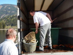 April 2016 - Fischbesatz - Karpfen - Karpfen - Karpfen - ......